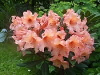 Rododendron